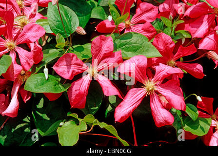 Viola la clematide, italiano di virgin-bower (Clematis viticella 'Kermesina', Clematis viticella Kermesina), cultivar Kermesina Foto Stock