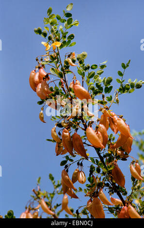 La vescica senna, vescica-senna (Colutea arborescens), ramo fruttifero Foto Stock