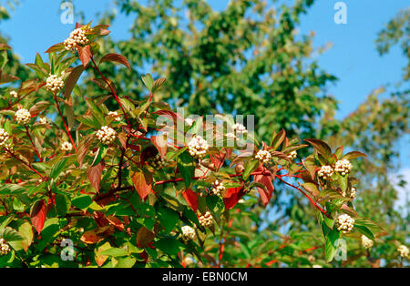 Corniolo sanguinello bianco, bianco-fruttato sanguinello, rosso-abbaiato sanguinello (Cornus alba), il ramo fruttifero Foto Stock