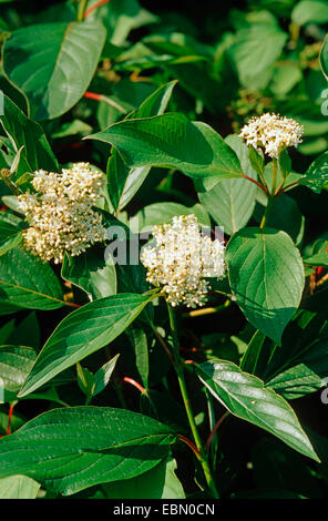 Corniolo sanguinello bianco, bianco-fruttato sanguinello, rosso-abbaiato sanguinello (Cornus alba), filiale di fioritura Foto Stock