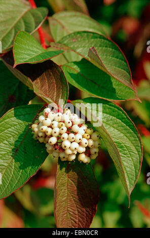 Corniolo sanguinello bianco, bianco-fruttato sanguinello, rosso-abbaiato sanguinello (Cornus alba), il ramo fruttifero Foto Stock