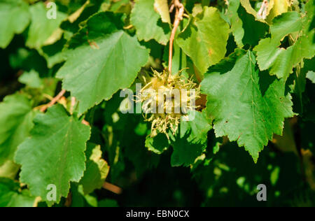 Bagno turco nocciolo (Corylus colurna), la frutta in una struttura ad albero Foto Stock