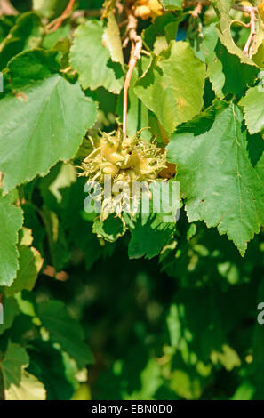 Bagno turco nocciolo (Corylus colurna), la frutta in una struttura ad albero Foto Stock