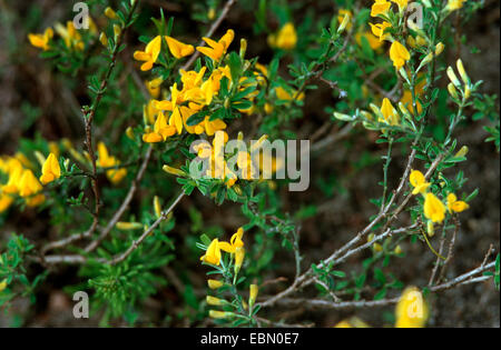 Hairy greenweed, Vancouver Oro, spunto di ginestra, oro flash Ginestra (Genista pilosa), fioritura, Germania Foto Stock