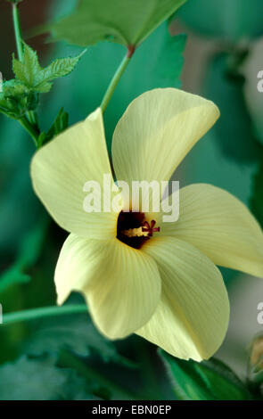 Gobo, okra (Hibiscus Esculentus, Abelmoschus esculentus), bluehend Foto Stock