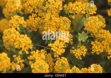 Alison di montagna, mountain Alyssum (Alyssum montanum), fioritura Foto Stock