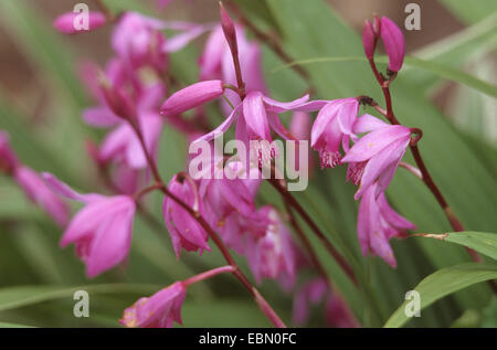 Hardy Orchid, terra cinese Orchidea (Bletilla striata), fioritura Foto Stock