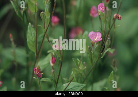 Pink Evening Primerose (oenothera rosea), fioritura Foto Stock