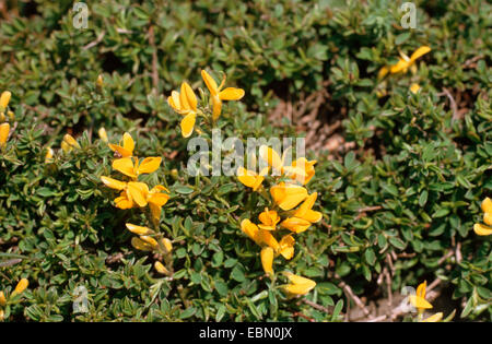 Hairy greenweed, Vancouver Oro, spunto di ginestra, oro flash Ginestra (Genista pilosa), rami fioriti, Germania Foto Stock