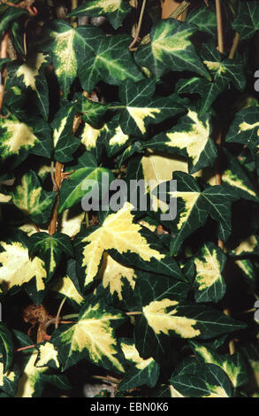 English ivy, comune edera (Hedera helix 'Goldheart', Hedera helix Goldheart), cultivar Goldheart Foto Stock