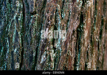 Pond Cypress, Stagno Baldcypress (Taxodium ascendens, Taxodium distichum var. imbricatum), corteccia Foto Stock