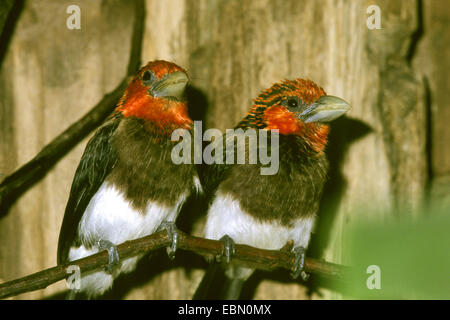 Brown-breasted barbet (Lybius melanopterus), seduti fianco a fianco su un ramo Foto Stock