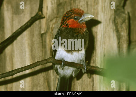 Brown-breasted barbet (Lybius melanopterus), seduto su un ramo Foto Stock