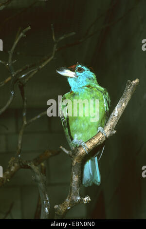 Blu-throated barbet (Megalaima asiatica), seduto su un ramo Foto Stock