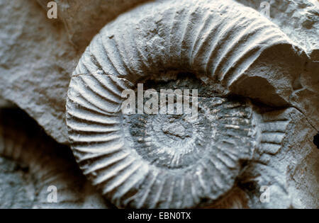 Perisphinctes, perisphinctes ammonita (Perisphinctes spec.), Jurassic petrifications, in Germania, in Baviera Foto Stock