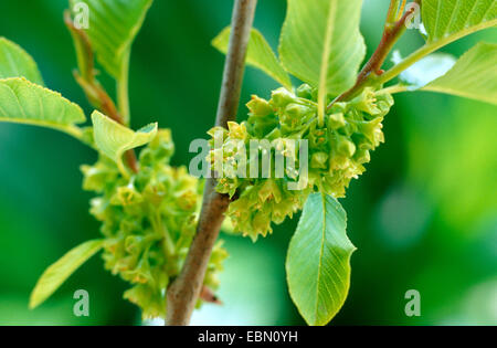 Alpine (frangola Rhamnus alpinus, Rhamnus alpina), fioritura, Germania Foto Stock