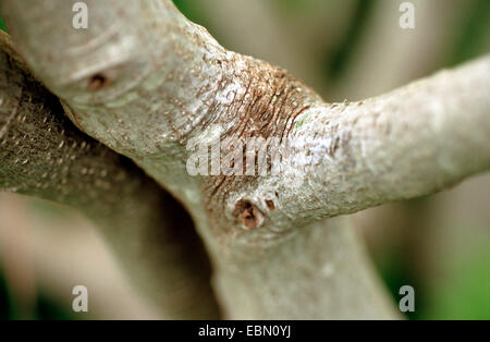 Alpine (frangola Rhamnus alpinus, Rhamnus alpina), tronco, Germania Foto Stock