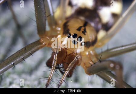 Foglio-web weaver, linea di tessitura spider, Linea weaver (Linyphia triangularis), femmina, Germania Foto Stock