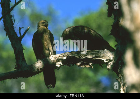 Sibilo Kite (Milvus sphenurus, Haliastur sphenurus), due Fischio aquiloni su un ramo Foto Stock