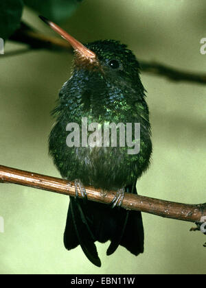 Rufous-throated zaffiro (Hylocharis sapphirina), su un ramo Foto Stock