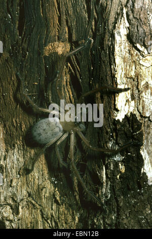 Appartamento huntsman spider, sociale huntsman spider, Avondale spider (Delena cancerides), su un tronco di albero Foto Stock