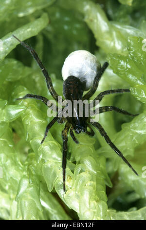 Jumping spider (Pirata hygrophilus), portando il cocoon, Germania Foto Stock