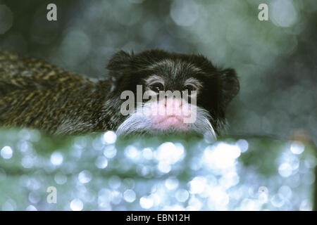 L'imperatore tamarin (Saguinus imperator), ritratto Foto Stock