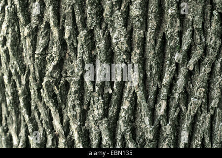 Cenere rossa, verde cenere (Fraxinus pennsylvanica), corteccia Foto Stock