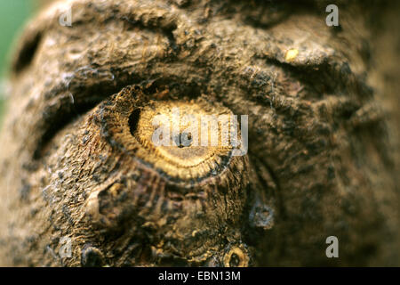 Fornitura Tree (Pachira aquatica), knothole Foto Stock