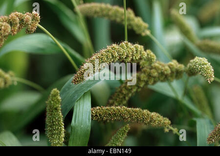 Il miglio di Foxtail (italica di Setaria), infiorescenze Foto Stock