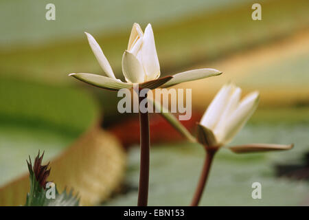 Acqua egiziano giglio bianco loto egiziano (Nymphaea lotus), fiori Foto Stock