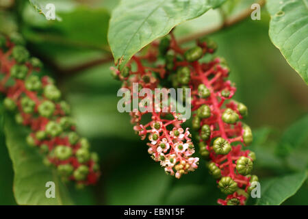 Comune, pokeweed Virginian poke, American pokeweed, American nightshade, Inkberry, Piccione berry, Pokeroot, Pokeweed, Pokeberry (phytolacca americana, phytolacca decandra), la fioritura e la fruttificazione Foto Stock