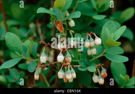 Alpine mirtillo, bog mirtillo, bog mirtillo, northern mirtillo, bog whortleberry (Vaccinium uliginosum), fioritura Foto Stock