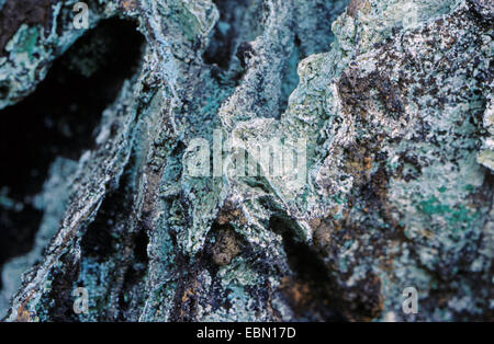 Malachite sul gesso, STATI UNITI D'AMERICA, Arizona Foto Stock