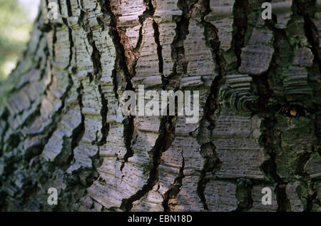 Il cedro del Libano, cedro del Libano (Cedrus libani, Cedrus libanotica), corteccia Foto Stock