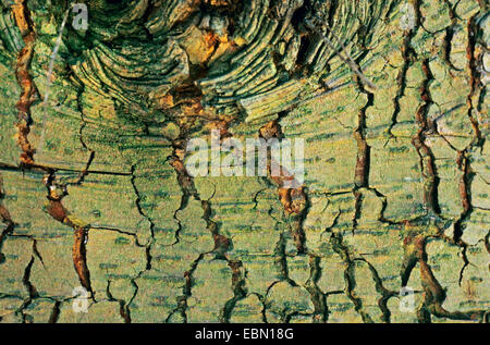 Cedro Deodar, Indian cedro (Cedrus deodara), corteccia, tronco con knothole Foto Stock