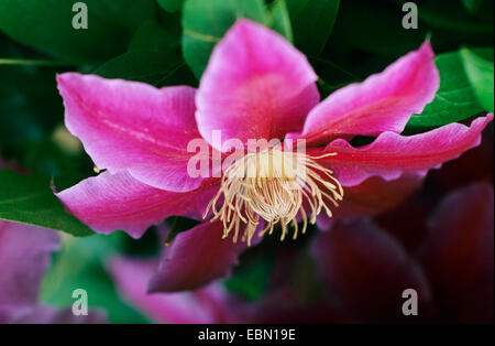 Clematis, vergini-bower (Clematis 'Dr. Ruppel', Clematis Dr Ruppel), cultivar Dr. Ruppel Foto Stock