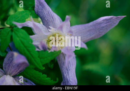 Clematis (Clematis macropetala), fiore Foto Stock