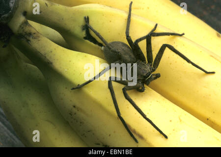 Banana Spider, grandi brown spider, huntsman spider (Heteropoda venatoria), sulle banane mature, Repubblica Dominicana Foto Stock