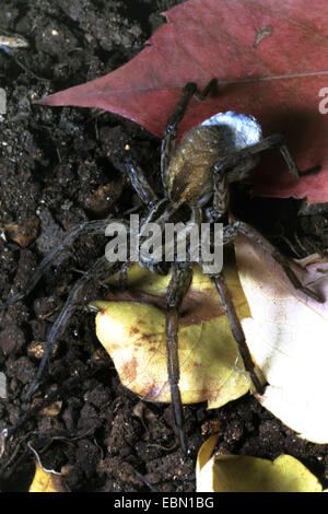 Falso tarantula (Hogna radiata, Lycosa radiata, Tarentula balearica), femmina con cocoon Foto Stock