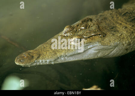 Philippine coccodrillo, Filippine coccodrillo, Mindoro Crocodile (Crocodylus mindorensis), nuoto, ritratto Foto Stock