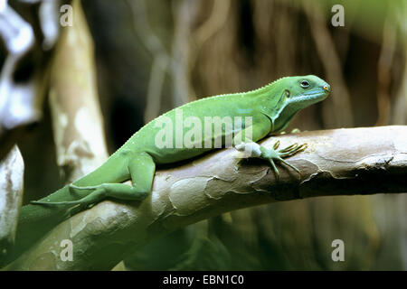 Fiji comune Iguana, Pezzata Figi iguana (Brachylophus bulabula), su un ramo Foto Stock