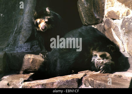 Spectacled bear, Andino bear (Tremarctos ornatus), due paesi andini poggia su di una roccia Foto Stock