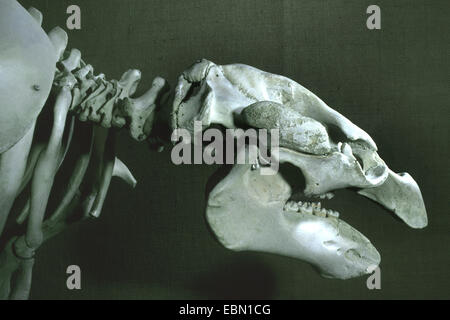 West Indian lamantino, Florida manatee, lamantino dei Caraibi, Antillean lamantino (Trichechus manatus) il cranio di un lamantino dei Caraibi Foto Stock