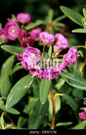 Pecore-laurel (Kalmia angustifolia), filiale di fioritura Foto Stock