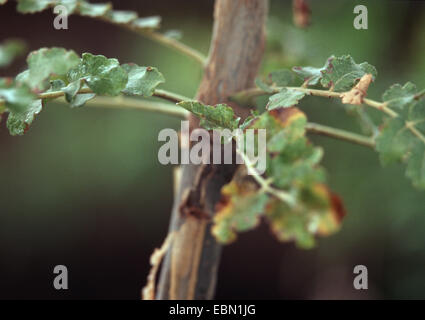 Incenso (Boswellia sacra, Boswellia carteri, Boswellia undulato-crenata), foglie e germogli Foto Stock