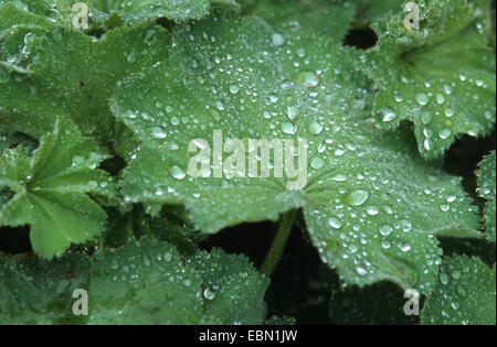 Lady's-mantello (Alchemilla xanthochlora), gocce d'acqua su una foglia Foto Stock