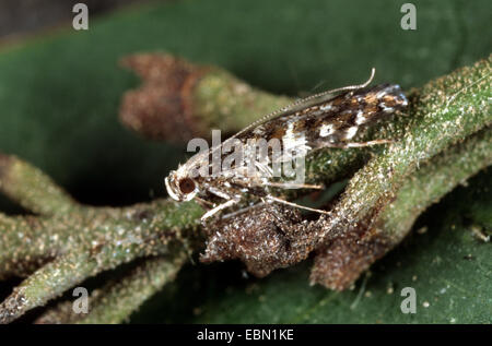 Lilac Leafminer, Ligustro Leafminer (Caloptilia syringella), seduto su un ramoscello Foto Stock