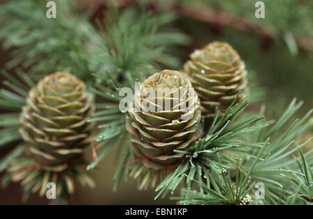 Giapponese larice (Larix kaempferi), il ramo con i coni Foto Stock