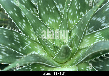 Sapone Aloe africana di Aloe, Zebra aloe (Aloe saponaria), foglie Foto Stock